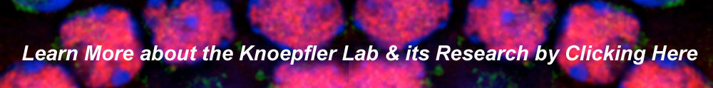 Learn More about the Knoepfler Lab and its Rsearch by Clicking Here