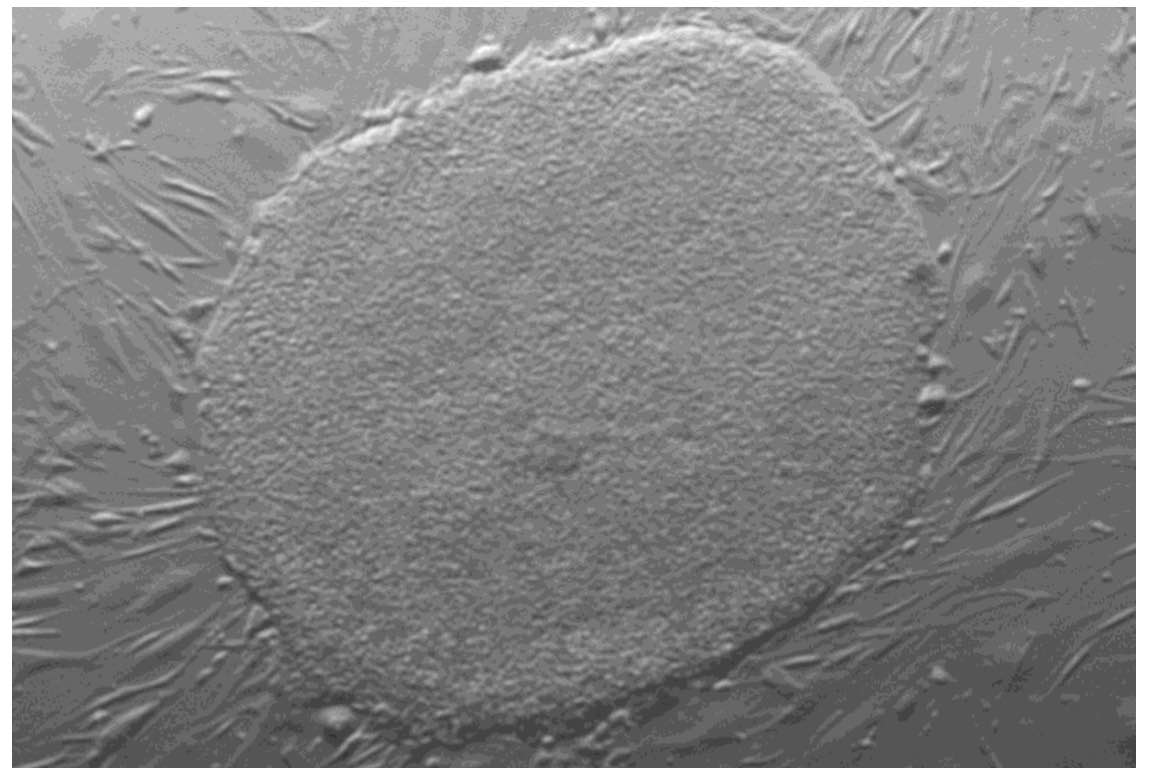 Knoepfler lab stem cells