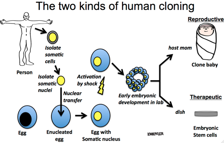 Human Cloning