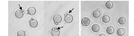 Figure-6B