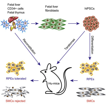 New Paper on IPS Cell Immunogenicity, Clinical Insights ...