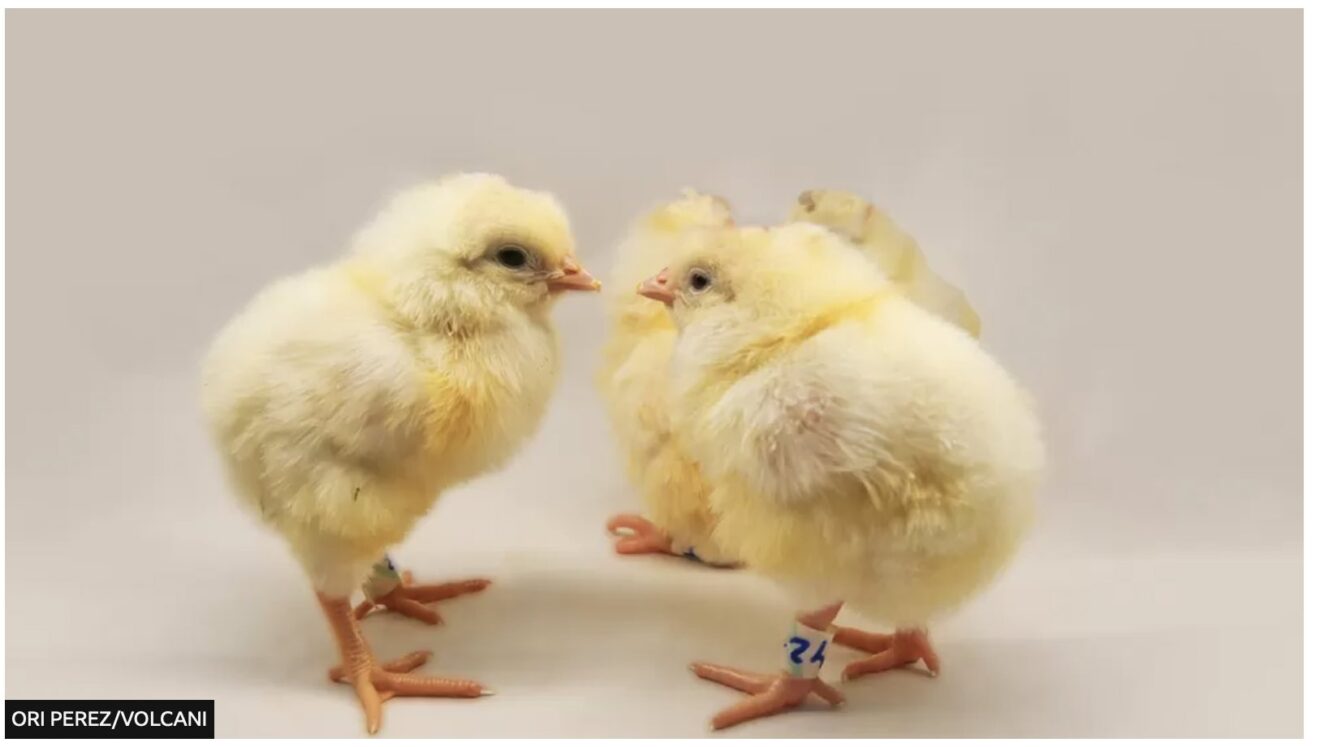 CRISPR chicks