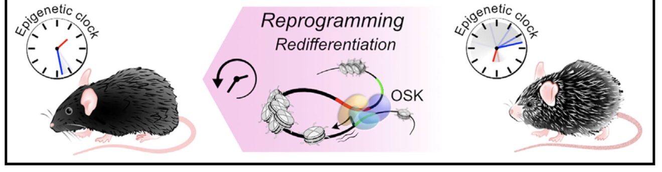 Weekly reads: reprogramming aging, astrocytes, cartilage, ChatGPT