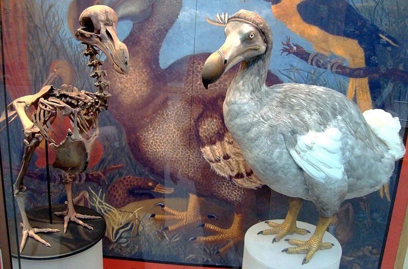 Dodo bird de-extinction, de-extinction