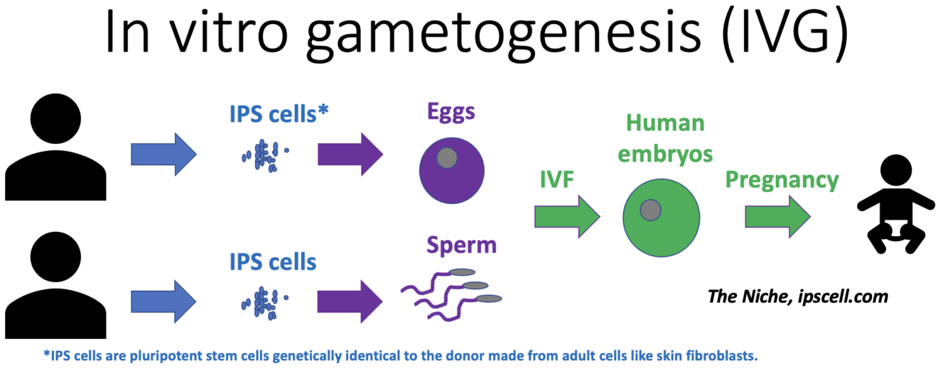 in vitro gametogenesis, IVG
