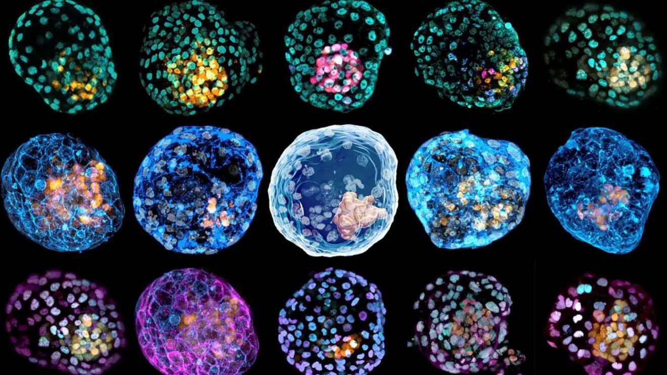 stembryos, embryo models Monash
